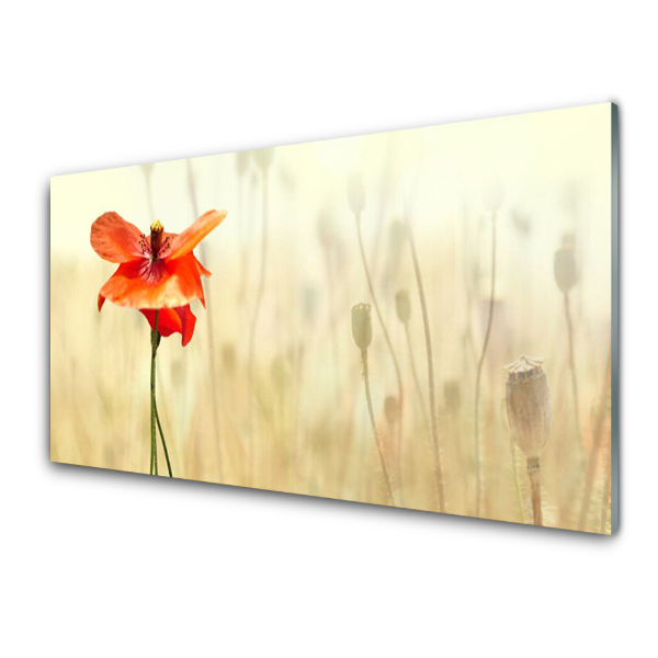 Tableau photo sur verre Coquelicots séchés et fleur