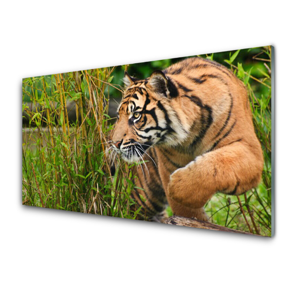 Tableau verre imprimé Tigre en chasse