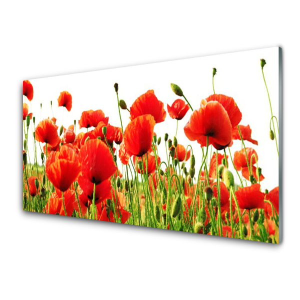 Tableau photo sur verre Coquelicots Plante de prairie