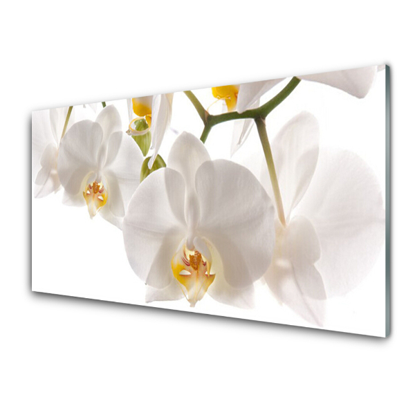 Tableau imprimé sur verre Orchidée blanche