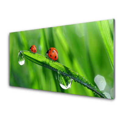 Tableau sur verre Coccinelles sur l'herbe