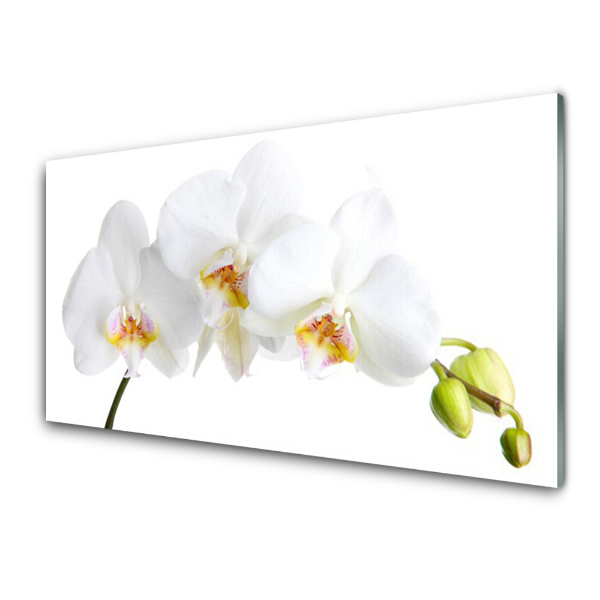 Tableau sur verre Orchidée blanche Fond blanc