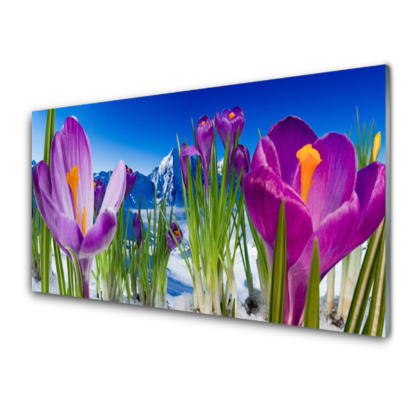 Tableau sur verre Crocus en hiver dans les montagnes