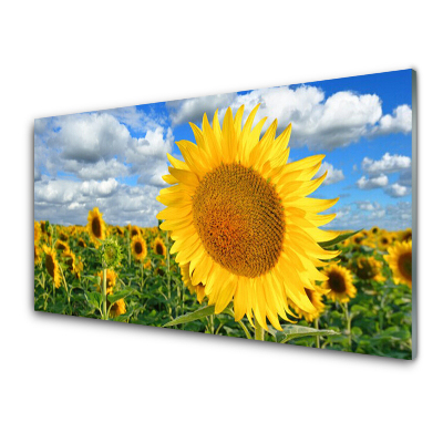 Tableau en verre Fleur de tournesol dans un champ