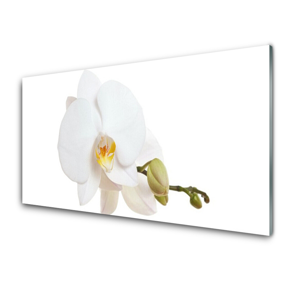 Tableau sur verre Fleur blanche Ochridea
