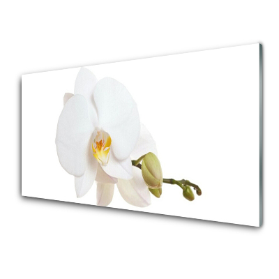 Tableau sur verre Fleur blanche Ochridea