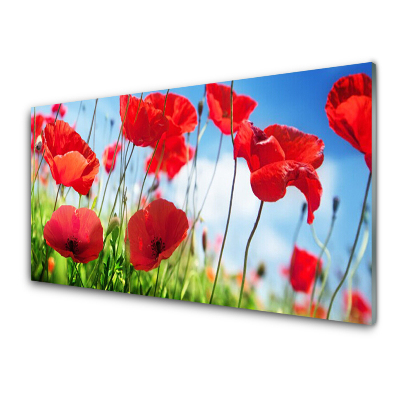 Tableau verre imprimé Coquelicots sur fond de ciel bleu