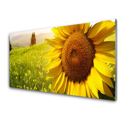 Tableau photo sur verre Prairie de tournesols