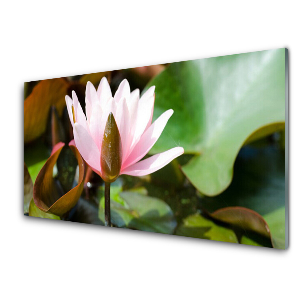 Tableau sur verre Fleur Nature plante