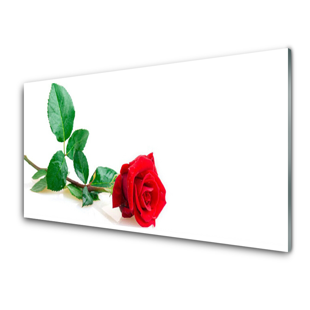 Tableau imprimé sur verre Rose rouge sur fond blanc