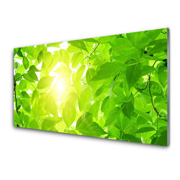 Tableau photo sur verre Feuilles de nature Plante de soleil