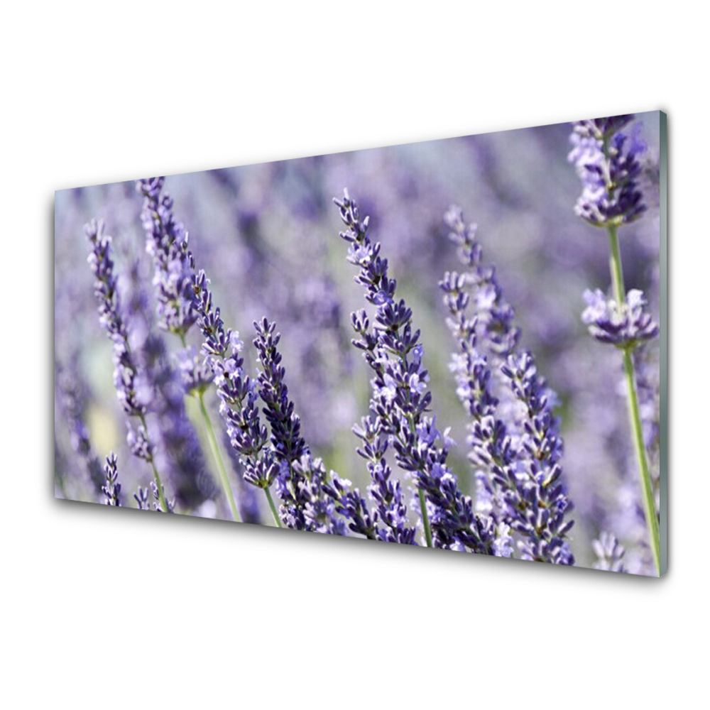 Tableau sur verre Gros plan sur des fleurs de lavande