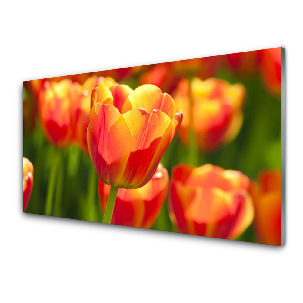 Tableau verre imprimé Tulipes rouges en gros plan