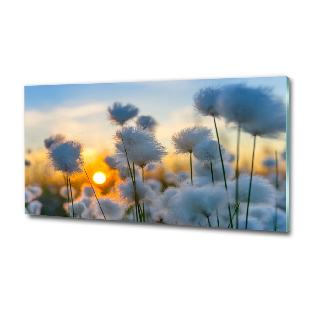 Tableau imprimé sur verre Fleurs Soleil Plante Nature