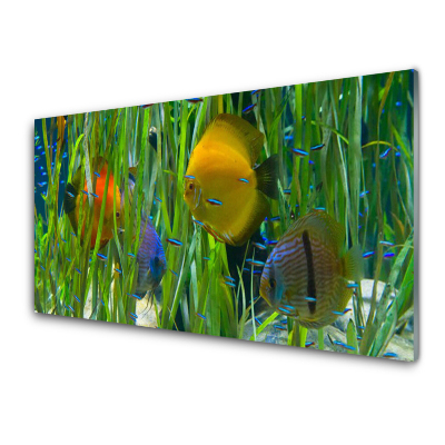 Tableau photo sur verre Poisson dans un aquarium Algues