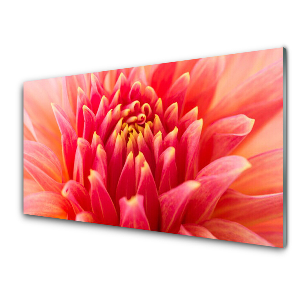 Tableau en verre Gros plan sur une fleur rouge