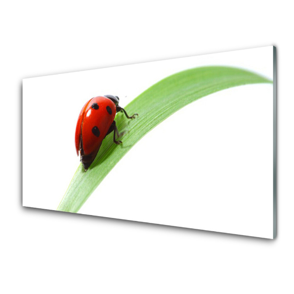 Tableau sur verre Coccinelle sur une feuille