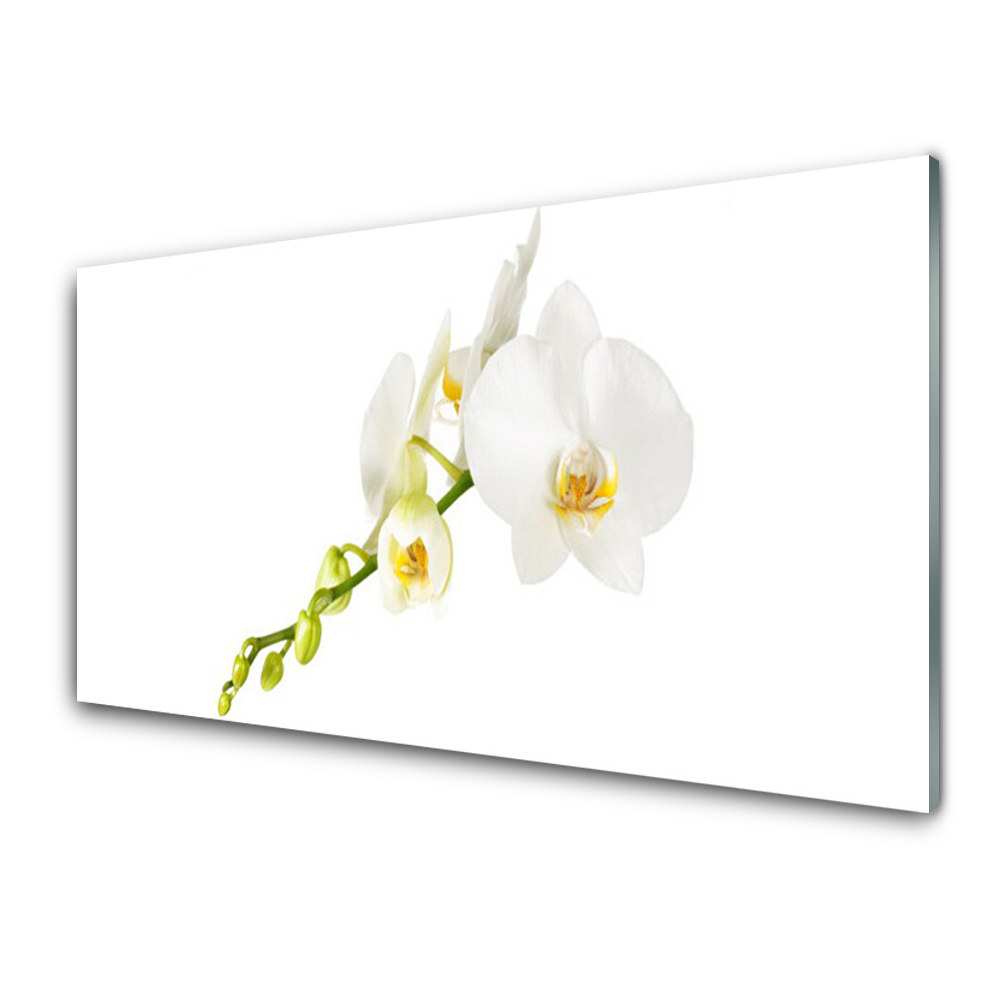 Tableau en verre Fond blanc d'orchidée