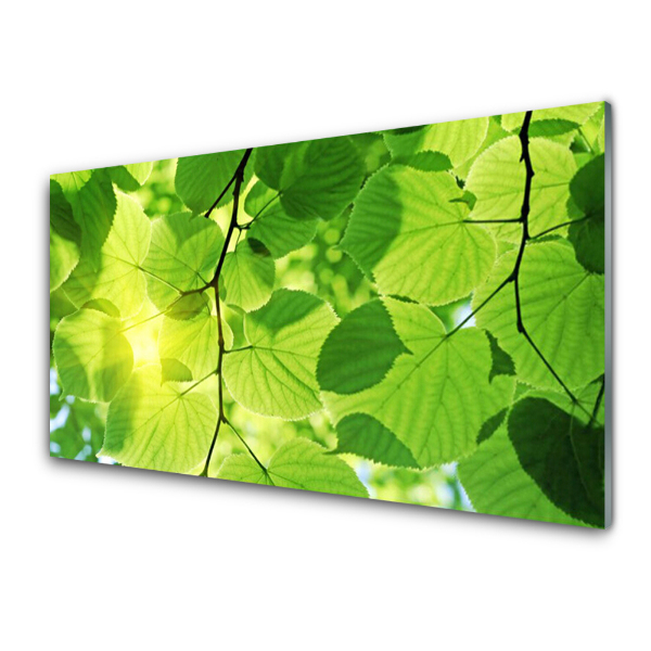 Tableau sur verre Feuilles vertes sur des branches