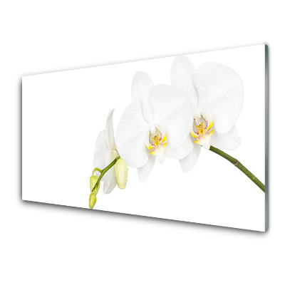 Tableau photo sur verre Fleur d'orchidée blanche