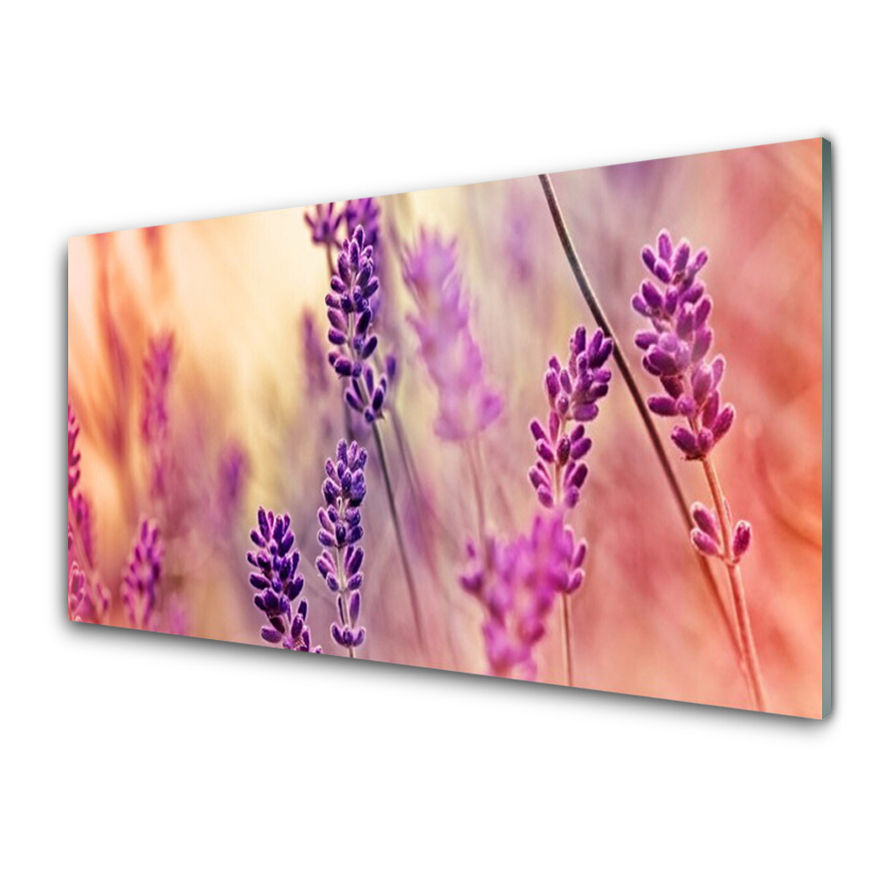 Tableau imprimé sur verre Fleurs de lavande