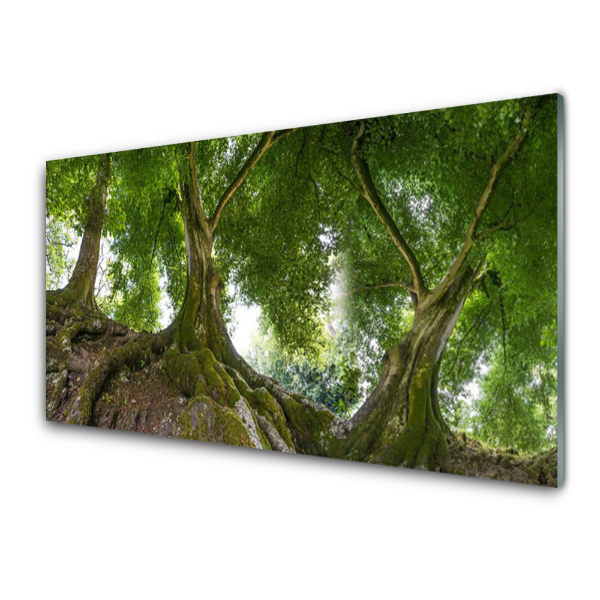 Tableau photo sur verre Arbres Vue de la nature