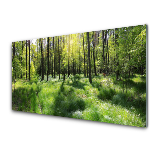 Tableau imprimé sur verre Clairière dans la forêt Troncs d'arbres