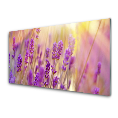 Tableau photo sur verre Fleurs de lavande en gros plan