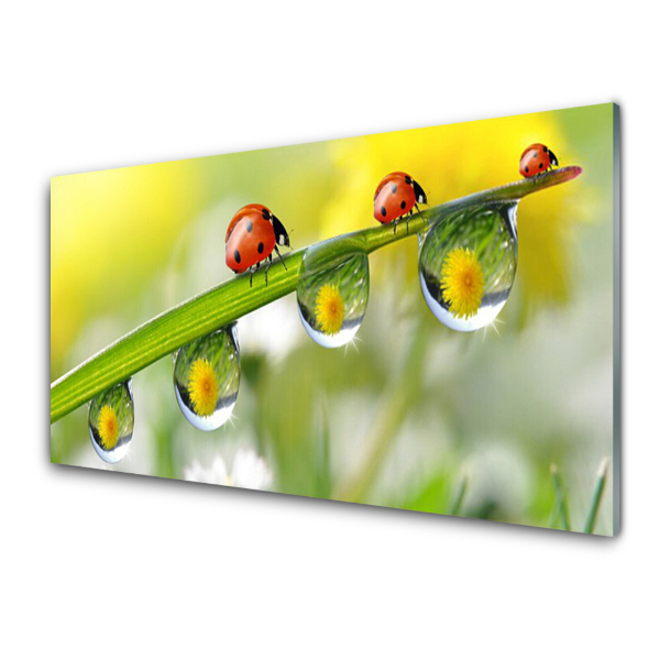 Tableau photo sur verre Coccinelles sur une feuille, gouttes de rosée