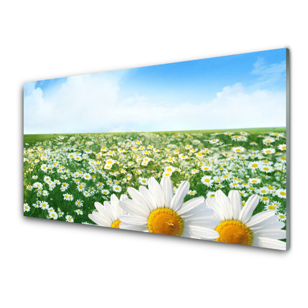 Tableau imprimé sur verre Champ de marguerites dans la prairie