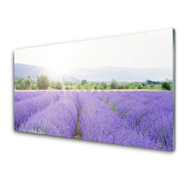 Tableau verre imprimé Champ de lavande violette