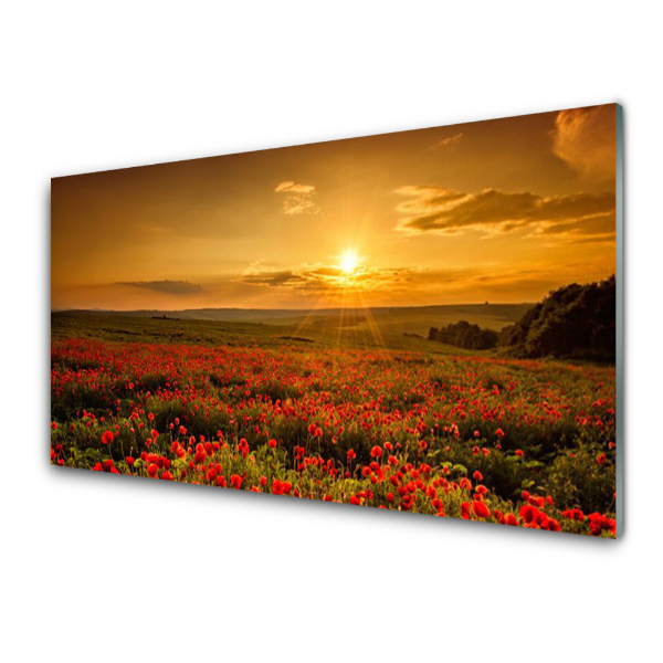 Tableau photo sur verre Coucher de soleil sur un champ de coquelicots