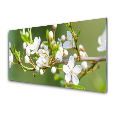 Tableau imprimé sur verre Fleurs de pommier sur une branche