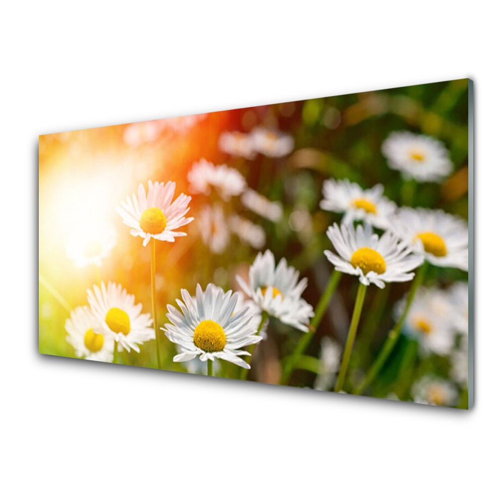 Tableau verre imprimé Fleurs de marguerite en gros plan