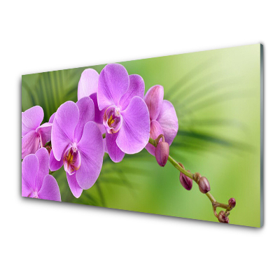 Tableau imprimé sur verre Orchidée Orchidée fond vert