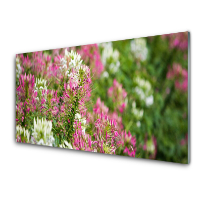 Tableau sur verre Fleurs des champs Gros plan