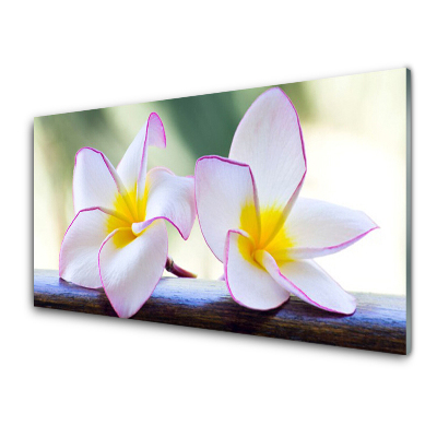 Tableau photo sur verre Fleurs de plumeria blanches