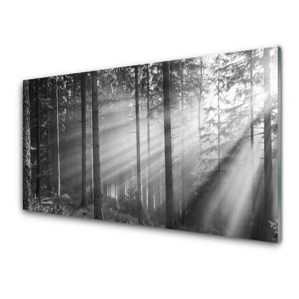 Tableau sur verre Forêt noire et blanche Rayons