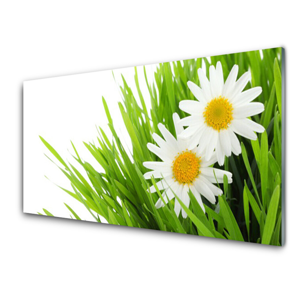 Tableau en verre Marguerite dans l'herbe Nature