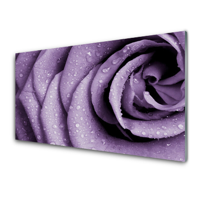 Tableau sur verre Gouttes de rosée sur une rose violette