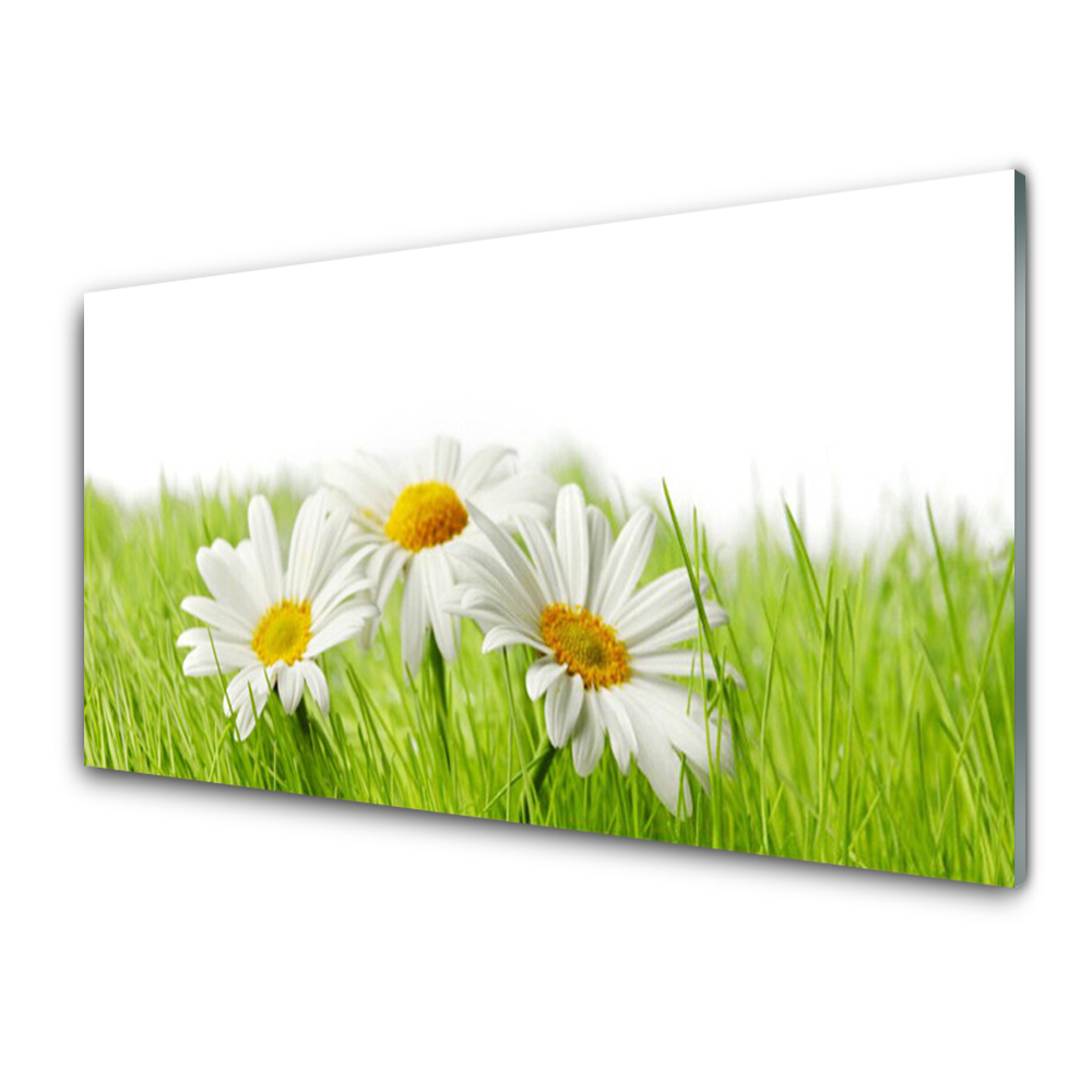 Tableau imprimé sur verre Fleurs de marguerite Plante
