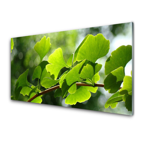 Tableau photo sur verre Feuilles vertes sur une branche