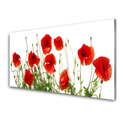 Tableau en verre Coquelicots Fleurs Nature Plante