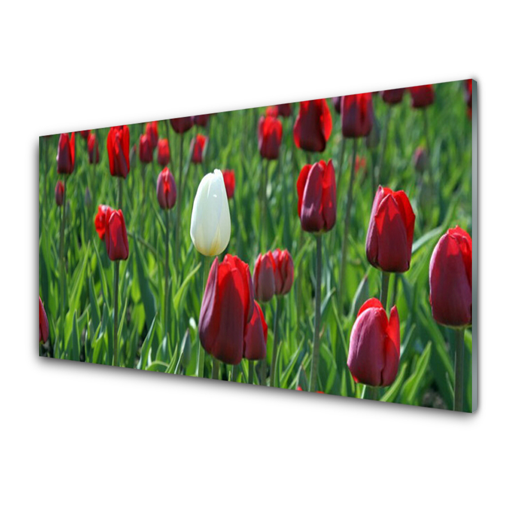 Tableau imprimé sur verre Tulipes rouges et une blanche