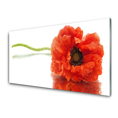 Tableau sur verre Coquelicots rouges sur fond blanc