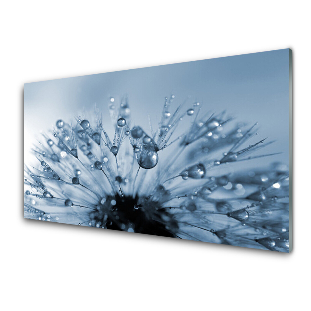 Tableau en verre Gouttes de rosée sur un pissenlit