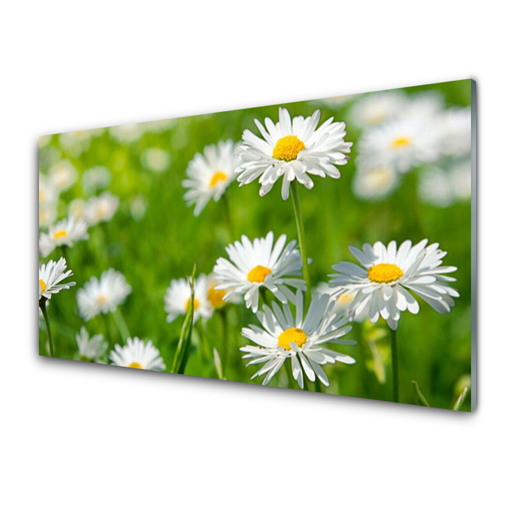 Tableau verre imprimé Fleur de marguerite Plante