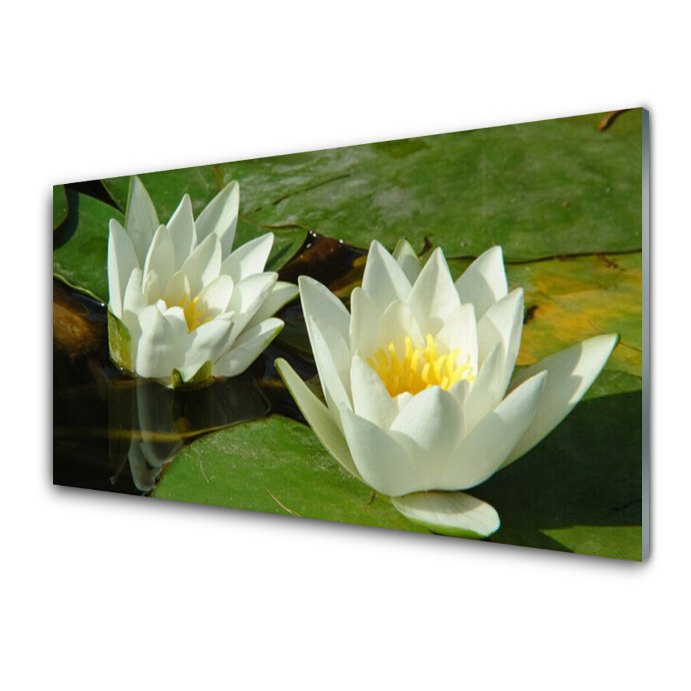 Tableau imprimé sur verre Lys blancs sur un étang Gros plan
