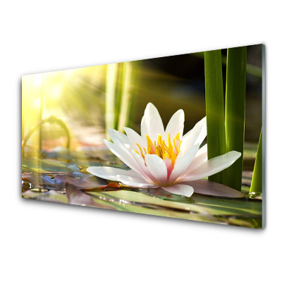 Tableau en verre Fleur de nénuphar soleil
