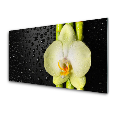 Tableau photo sur verre Bambou Fleurs Orchidée fond noir